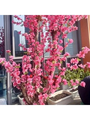 Hastes de Pessegueira Rosa Alta Galho de Pessegueiro 120cm Decor