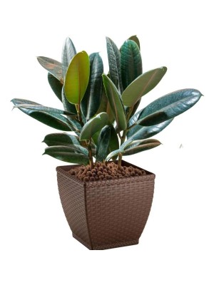 Vaso Cachepô Rattan Quadrado Coffee Compacto e Elegante para Plantas Pequenas